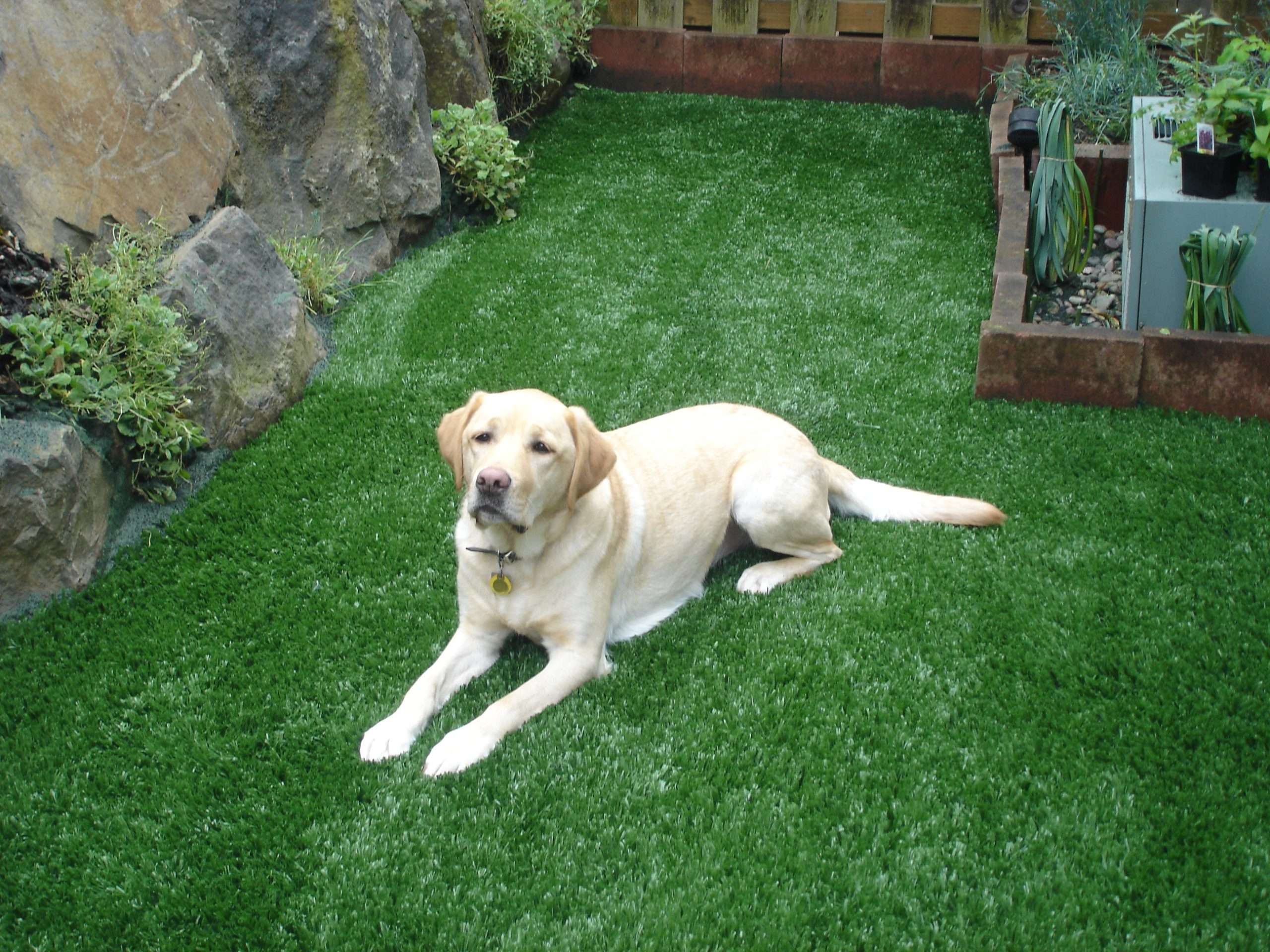 Pet friendly artificial turf installation in Houston TX
